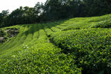 Exploring the Health Benefits of Tea: Five Varieties for Canadian Wellness